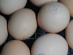 Кобб 500 инкубационное яйцо