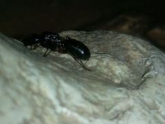 Красногрудый муравей-древоточец