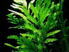 Болбитис геделоти (папоротник) аквариумное растени