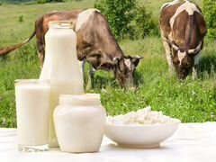Молоко, творог коровье
