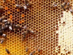 Пчелы (рамка дадан)