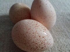 Инкубационные яйца индюшки