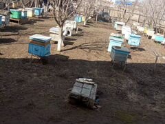 Пчелопакеты и пчелосемьи местные башкирские