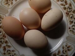 Инкубационные яйца лососевые загорские