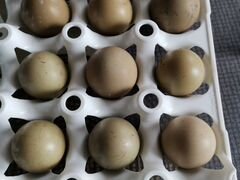 Яйцо фазана, павлины