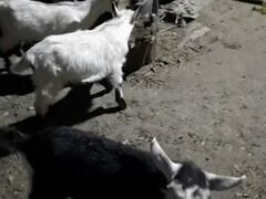 Козлята от молочной козы