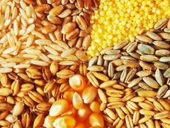 Отруби, зерноотход, комбикорм, кукуруза, пшеница
