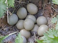 Инкубационные яйца охотничьего фазана, птицы