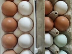 Яйца деревенские белые, коричневые, голубые