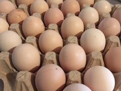 Брама яйца для инкубации