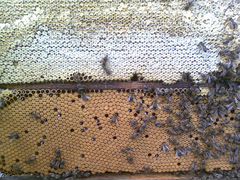 Пчелы, отводки майские, матки