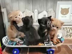 Весёлые котята