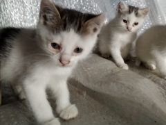Котята три девочки
