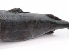 Угольная рыба