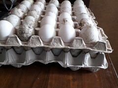 Утиние яйца на инкубатор
