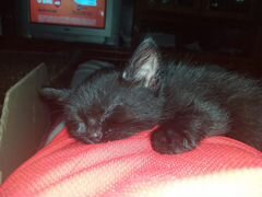 Котенок 3 месяца, черный