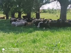 Овцы,ярочки, баранчики