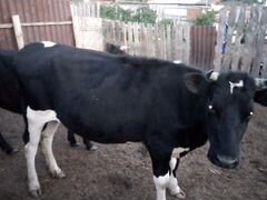 Корова 3 года