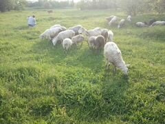 Продаю овец, романовская порода
