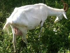 Продам молодую дойную козу с козленком 4 мес