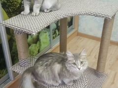 Домик когтеточка для кошек