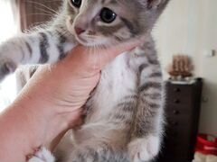 Котенок девочка от кошки-мышеловки