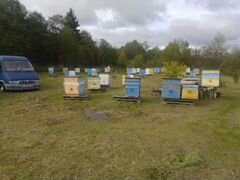 Продаю семьи пчел на высадку и с ульями по цене от