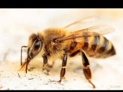 Продам пчел вместе с ульями есть восемь семей улья
