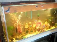 Продаю аквариум с рыбками