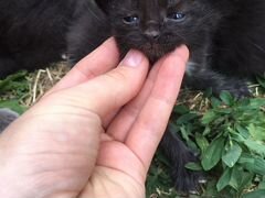 Котёнок чёрный счастливый
