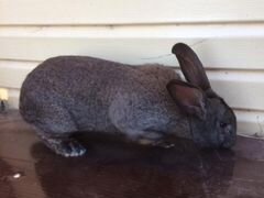Кролик самец 1.2 года