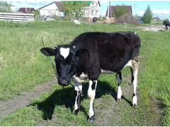 Корова, черно-пестрая, вторая 1,5 года