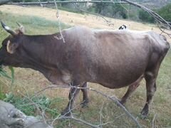 Корова породы Швиц