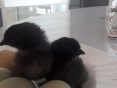 Цыплята и инкуб. яйцо ухейилюй
