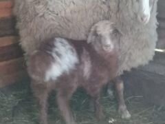 Молодая овца с молочным ягненком