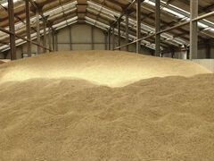 Пшеница тройка за наличку от 50 тонн