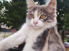 Красивый котеночек в доьрые ручки)