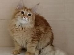 Продам подрощенного котика породы мейн-кун