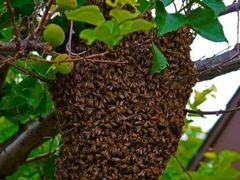 Рои пчелиные