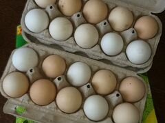 Продаю яйца домашних кур