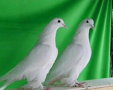 Белые голуби на праздник