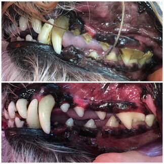 Ультразвуковая чистка зубов собакам