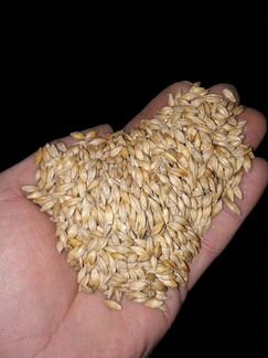 Пшеница 5 класса