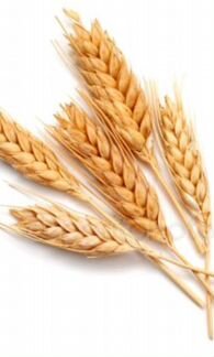 Пшеница цельная и дробленная