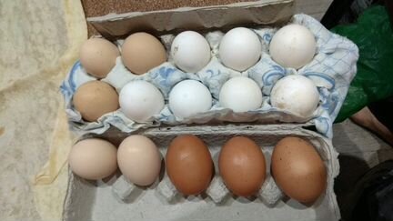 Купить яйцо инкубационное липецкая. Инкубаторские яйца. Яйцо Белгород. Авито инкубационное яйцо в Тюмени. Яйца белгородские куриные фото.