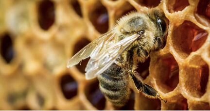 Продам пчёлы семья