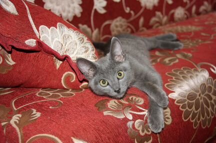 Продам котёнка русской голубой кошки