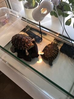 Красноухие черепахи в аквариуме 40 л