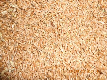 Зерно(пшеница)