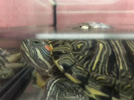 Черепахи с террариумом (мальчик и девочка)